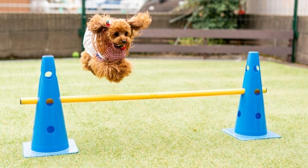 ジャンプする犬
