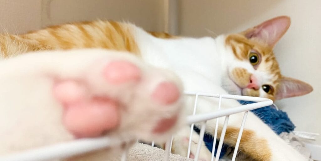 だらける猫